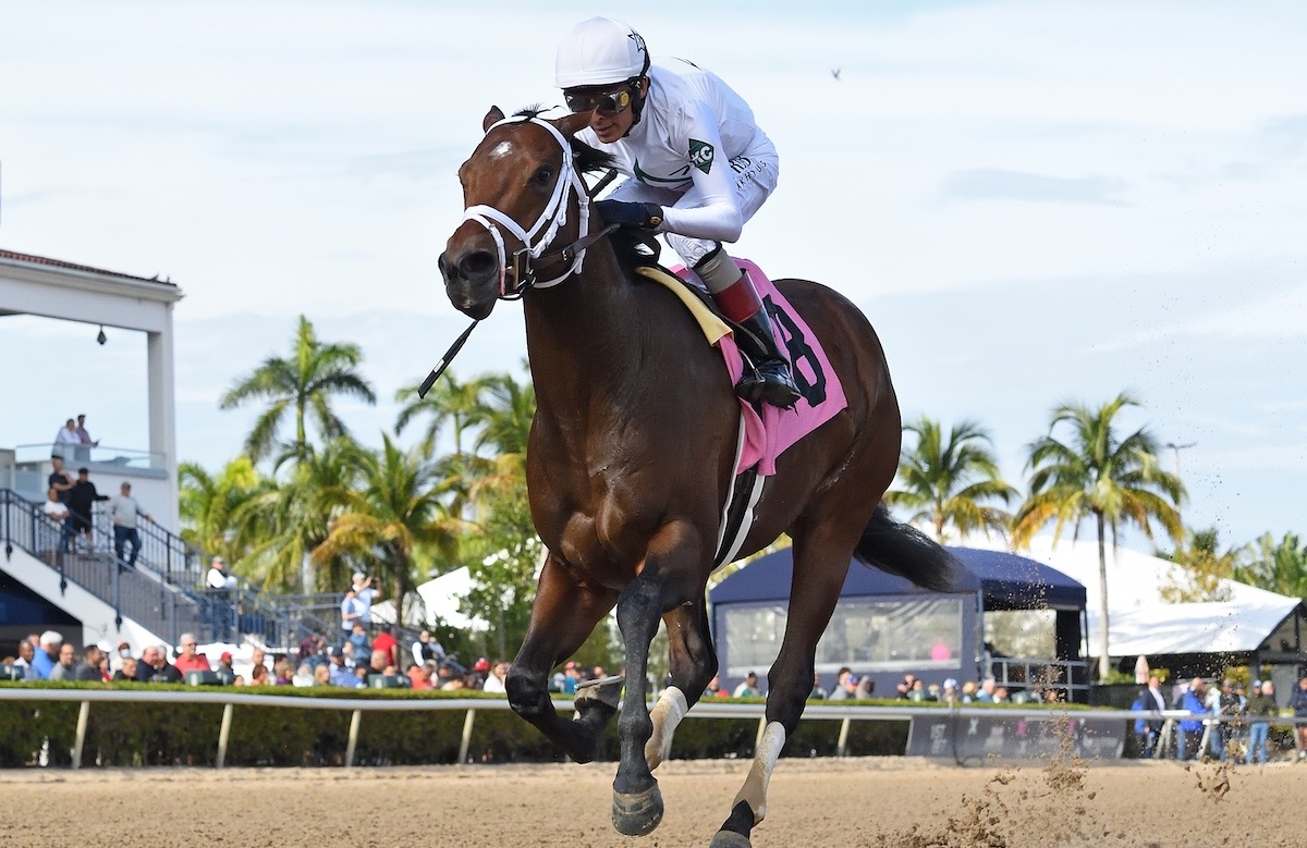 River Thames: Preakness contender is a descendant of Secretariat – like the entire field at Pimlico. Photo: Ryan Thompson / Gulfstream Park