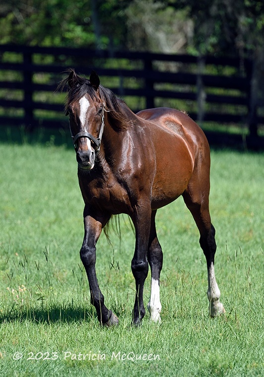 Stormy Atlantic: son of Storm Cat is one of the old gentlemen at Bridlewood Farm. Photo: Patricia McQueen