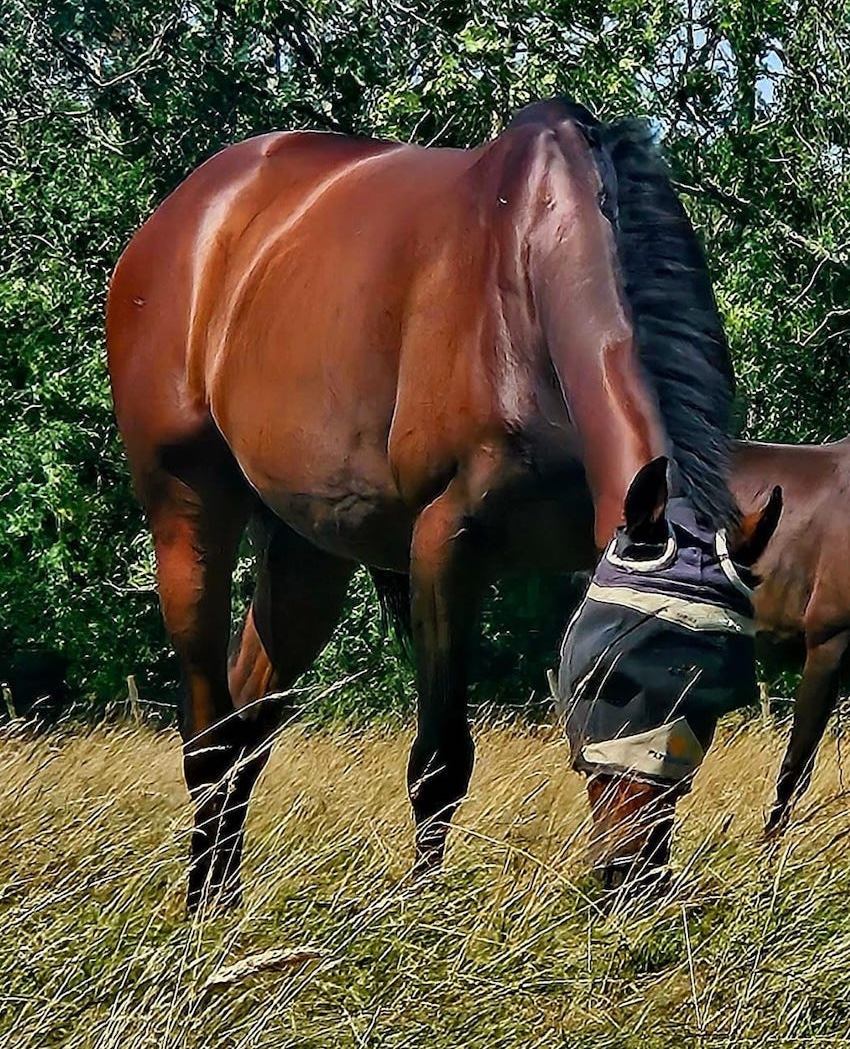 The Lawnmower: Corazon Espinado enjoys a pick of grass. Photo supplied