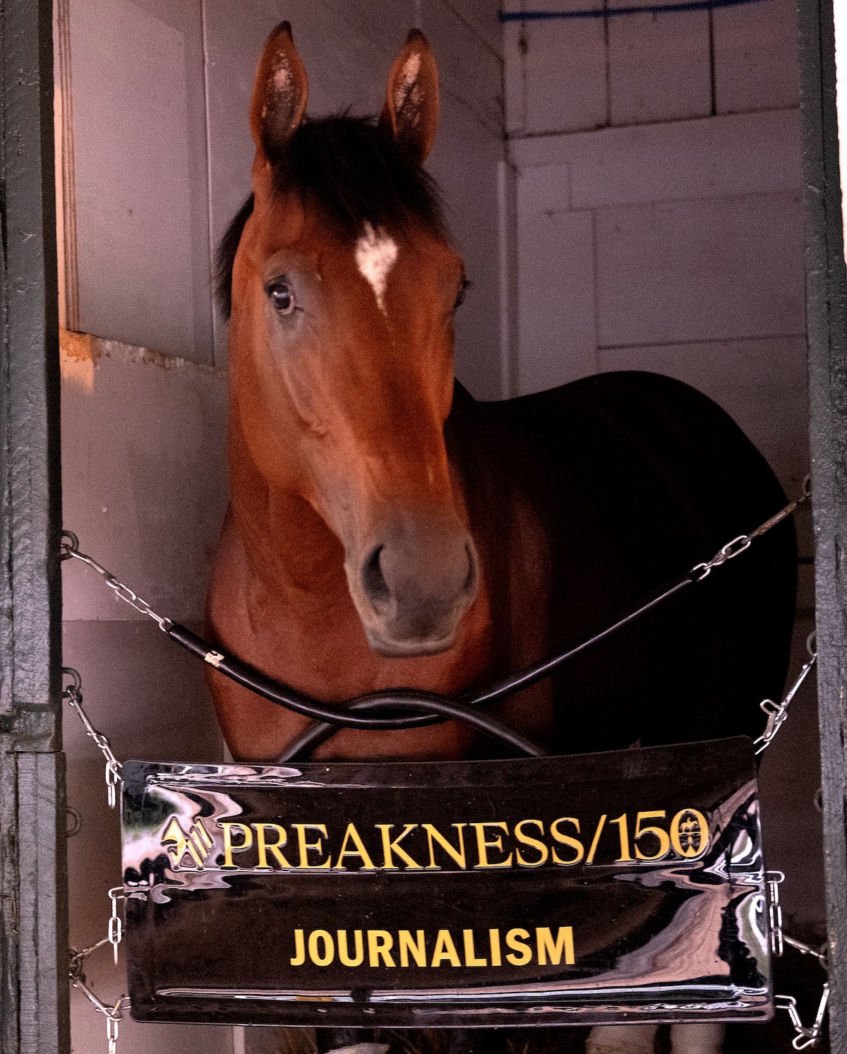 Journalism in his stall at Pimlico the morning after the Preakness Stakes. Photo: Maryland Jockey Club
