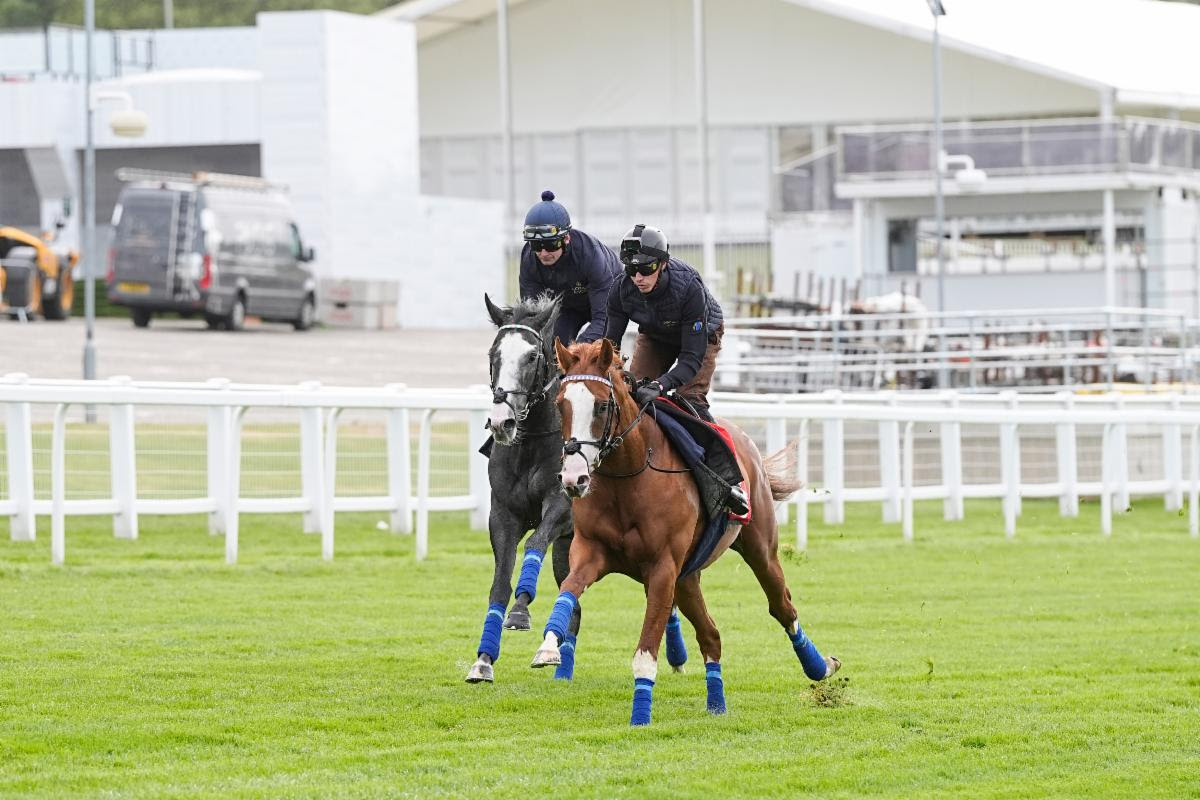 Damysus (James Doyle) leads Nightwalker (Rab Havlin) in a racecourse gallop at Epsom. Photo: John Hoy / Jockey Club