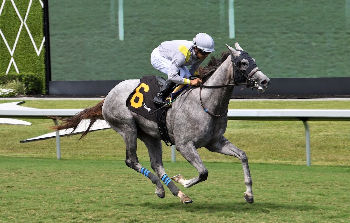 Royal Ascot beckons for Lennilu and Luis Saez. Photo: Lauren King / Gulfstream Park