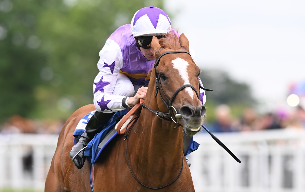 The road less travelled: Stanhope Gardens (Hector Crouch) scores at Salisbury. Photo: Francesca Altoft / focusonracing.com