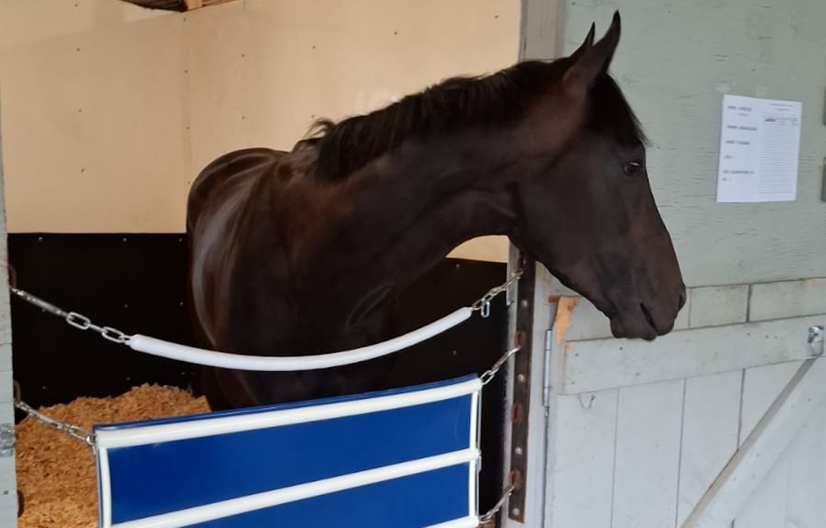 Luther in his barn at Saratoga ahead of the Belmont Derby. Photo: GBRI