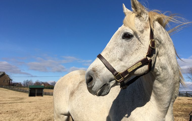 Silver Charm is enjoying his retirement at Old Friends. Photo: Amanda Duckworth