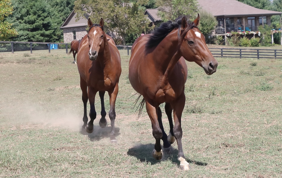 A life ater racing: Dual Breeders' Cup Turf Sprint winner Stormy Liberal and his pal Patch at Old Friends. Photo: Mary Greene / Old Friends