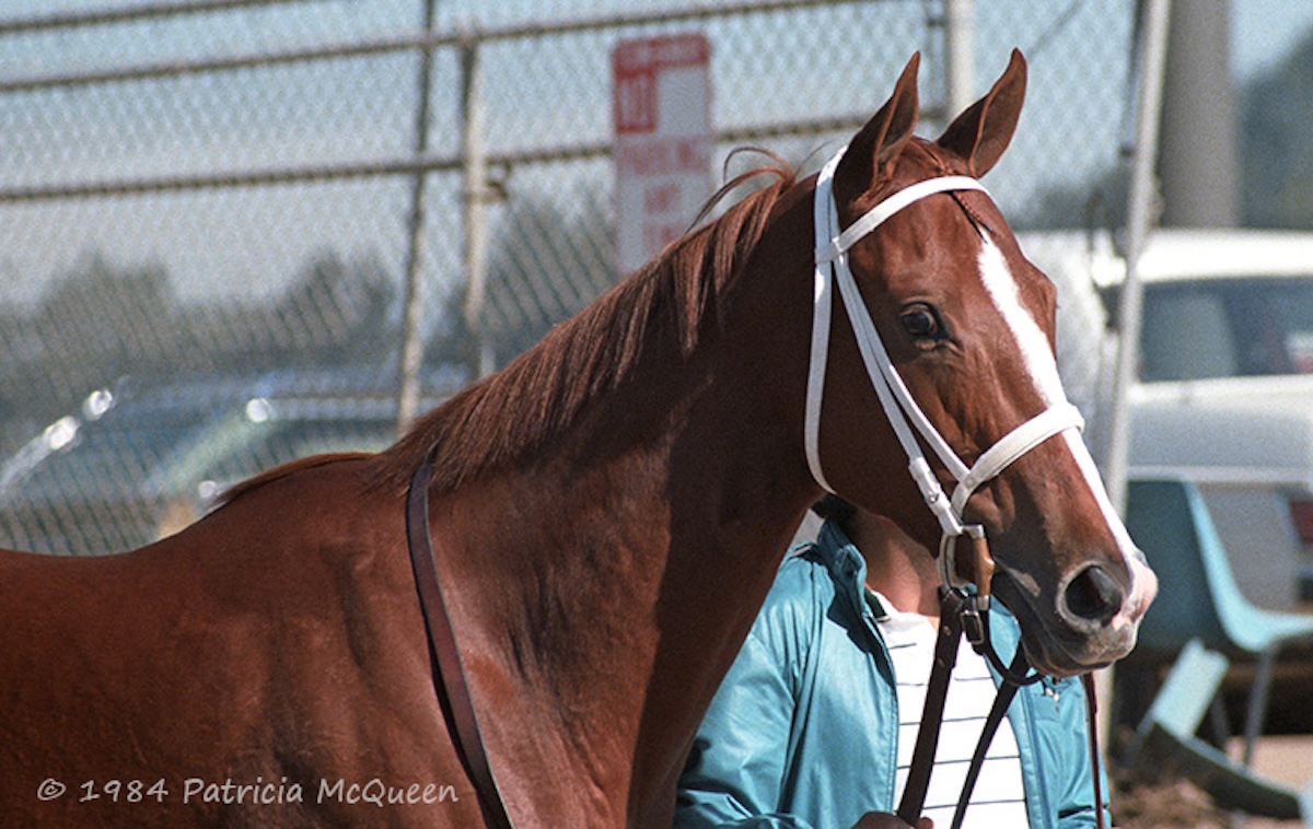 Fiesta Lady: first of Secretariat’s 1982 crop to score at G1 level for Lukas. Photo: Patricia McQueen