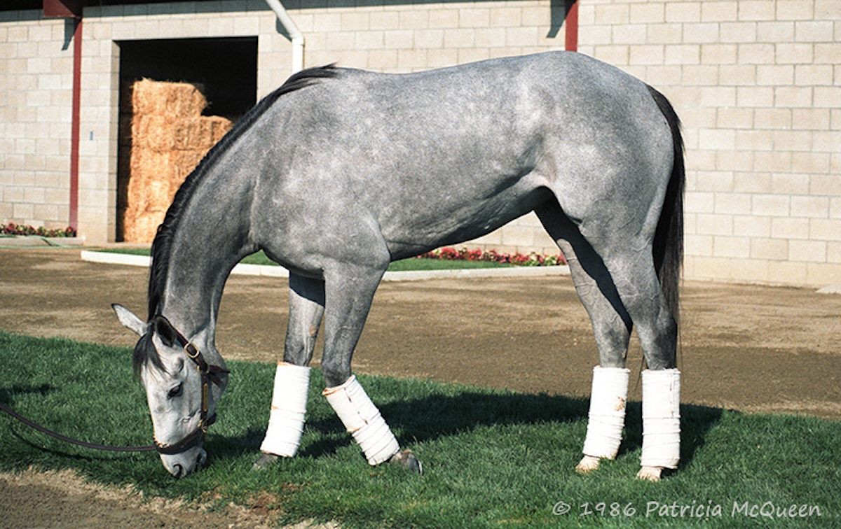 Hall of Fame: D. Wayne Lukas masterminded the championship career of Lady’s Secret. Photo: Patricia McQueen