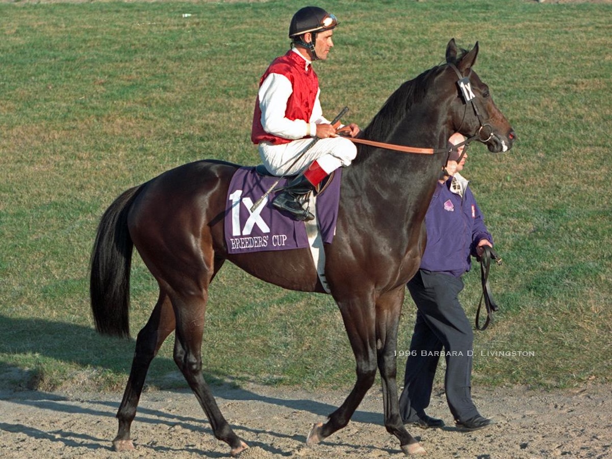Singspiel and Gary Stevens look primed for a big effort in the 1996 Breeders' Cup Turf at Woodbine. Photo: Barbara Livingston