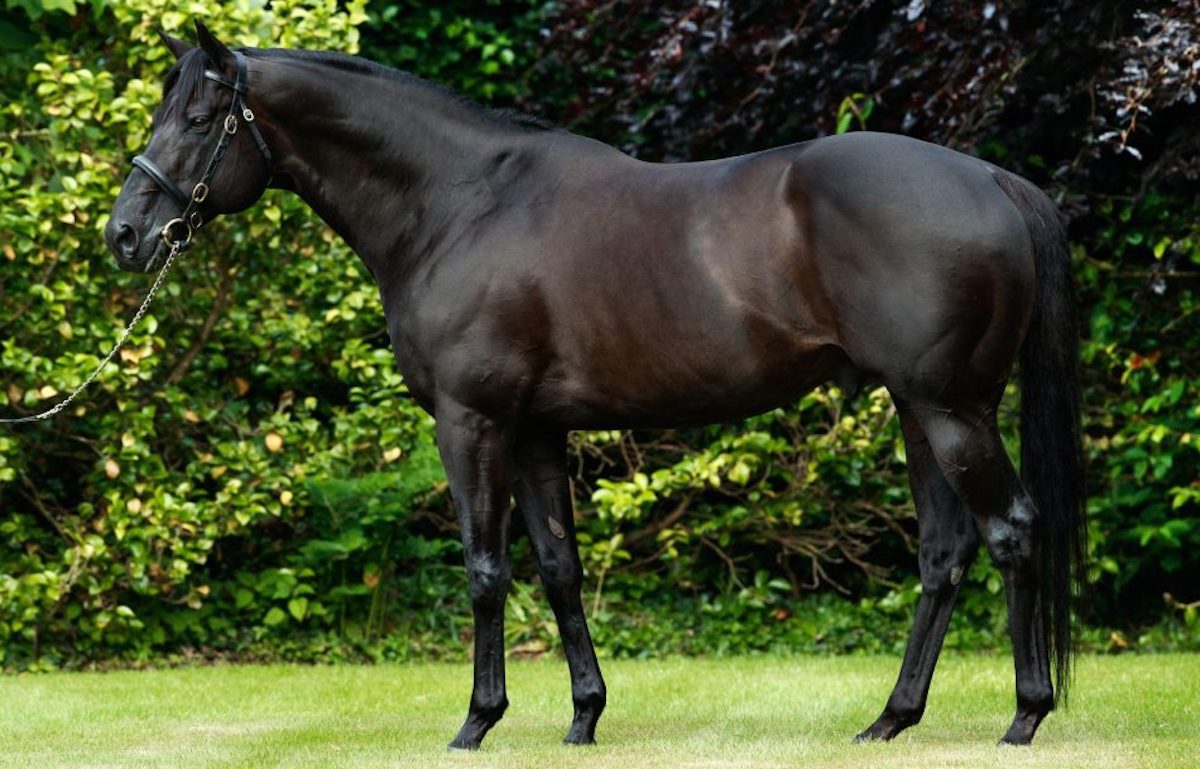 Wootton Bassett: well represented at Goffs Orby Sale. Photo: Coolmore