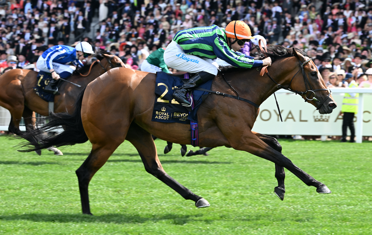 Bargain buy: Commonwealth Cup winner Time For Sandals was knocked down to Harry Eustace Racing for just €35,000 as a yearling at Tattersalls Ireland. Photo: Francesca Altoft / focusonracing.com