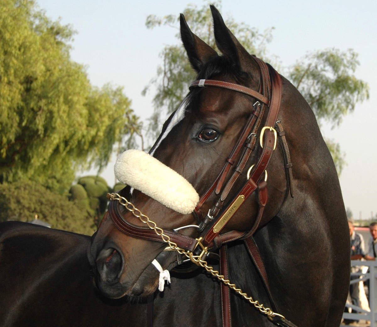 Zenyatta puts on her game face in the moments before the 2009 Breeders' Cup Classic. (Hovdey photo)