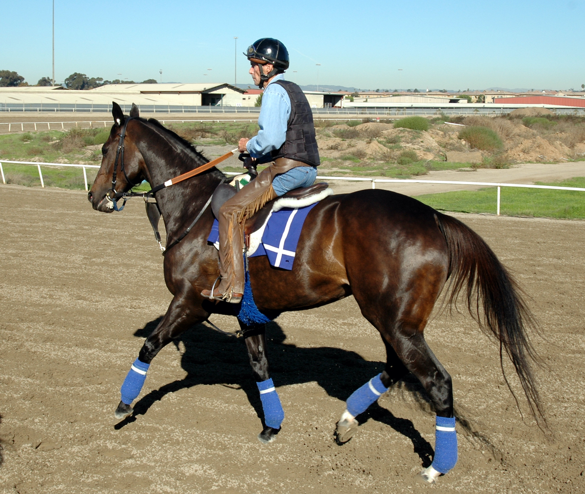 Steve Willard puts Zenyatta through her morning paces on the Hollywood training track. (Hovdey photo)