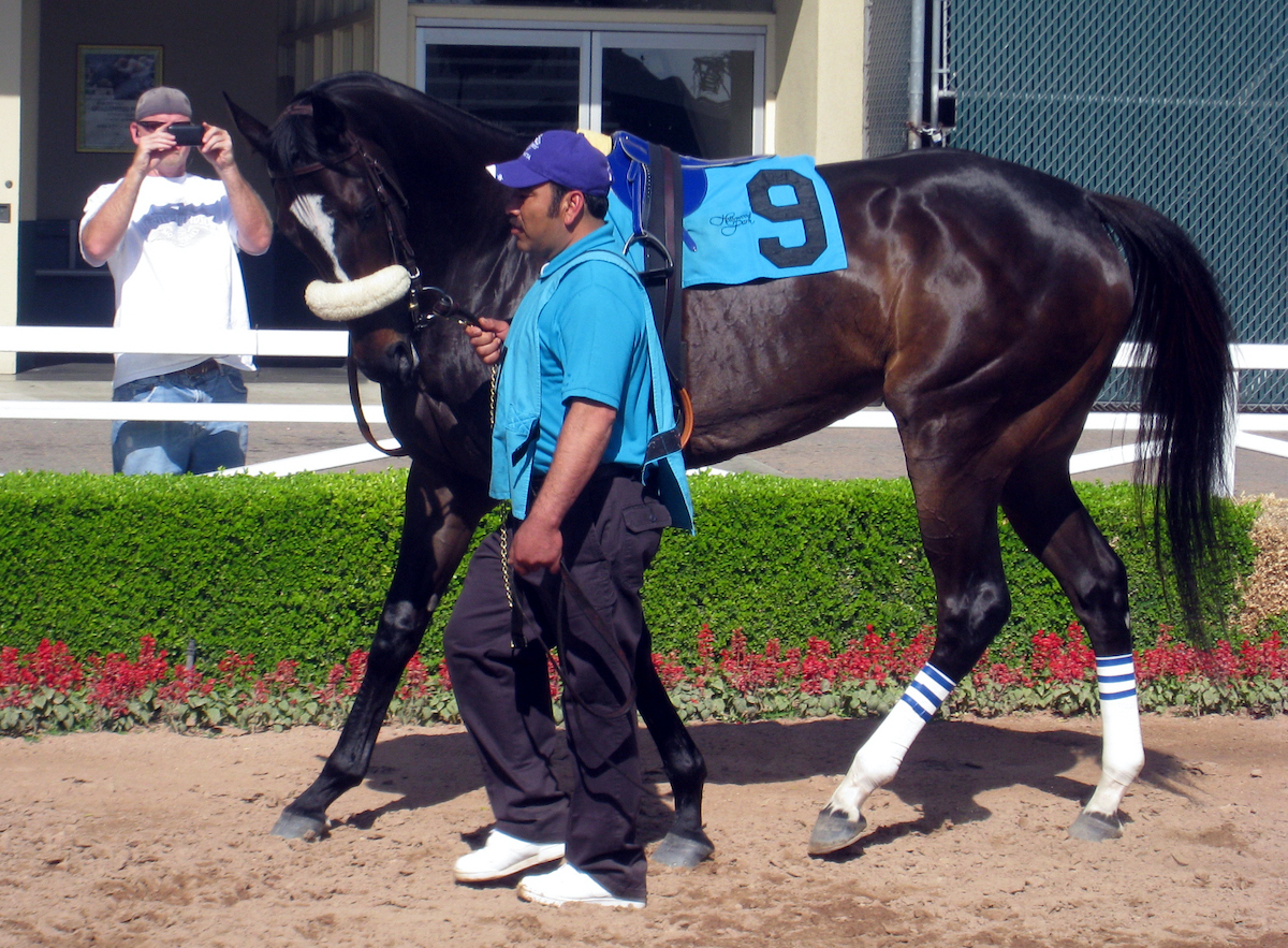 Groom Mario Espinoza and Zenyatta in the calm before the storm of another race. (Hovdey photo)