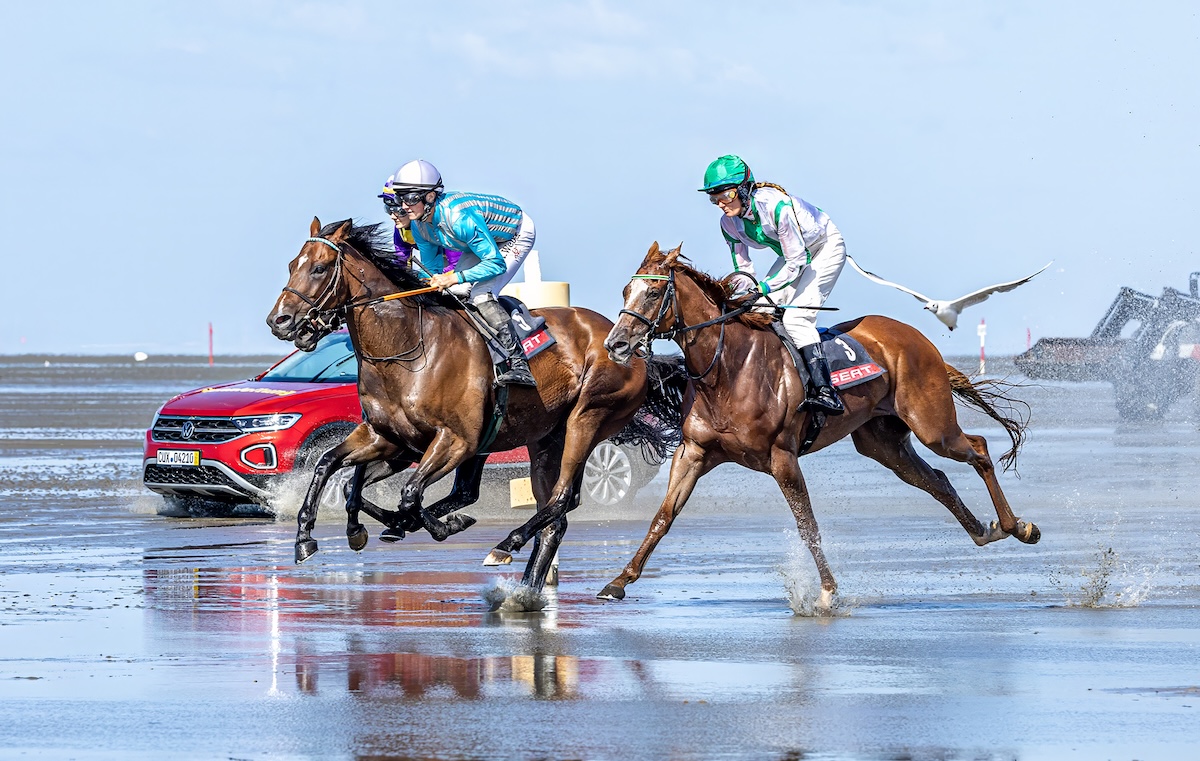 A seagull appears to join in the racecourse action. Photo: Maria Fencik
