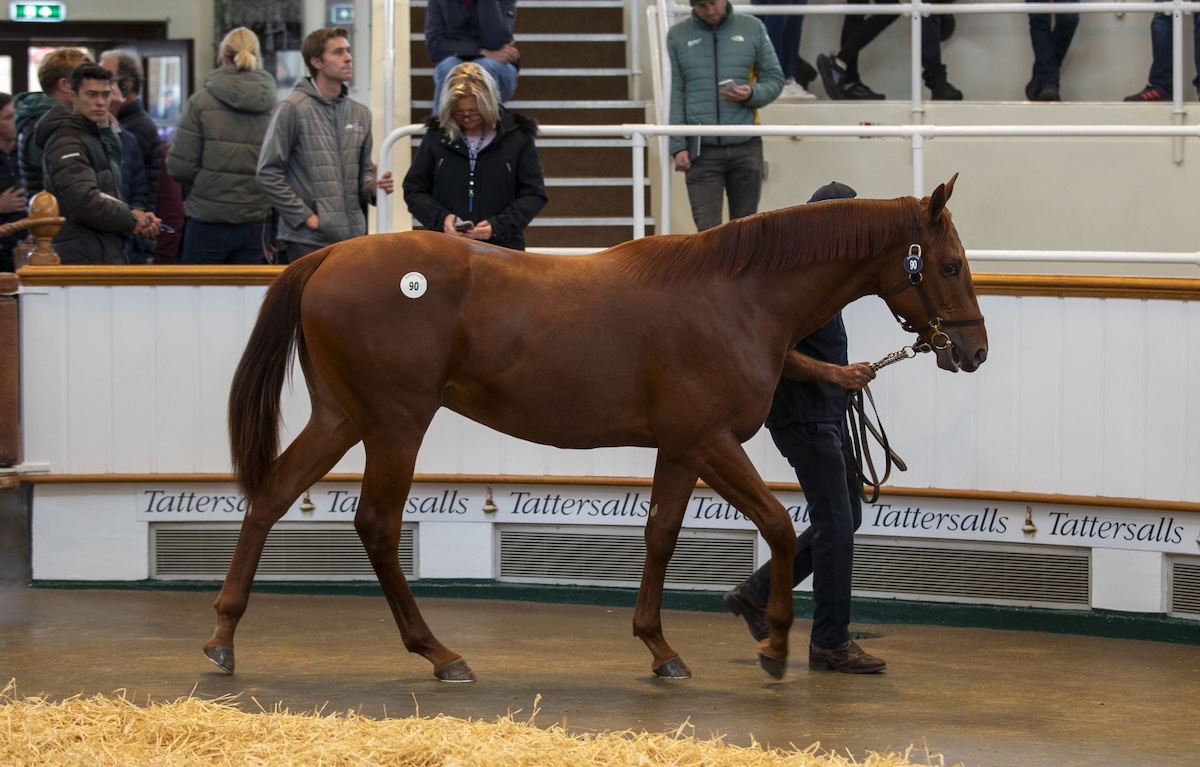 Top of the shop: Godolphin went to 3.7m guineas for this son of Sea The Stars. Photo: Tattersalls