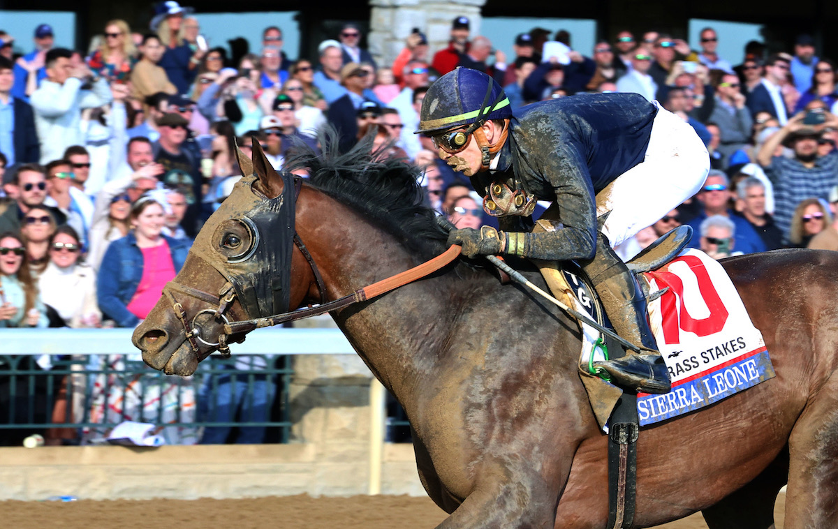 Sierra Leone: will be retired to Coolmore America after Breeders’ Cup. Photo: Keeneland