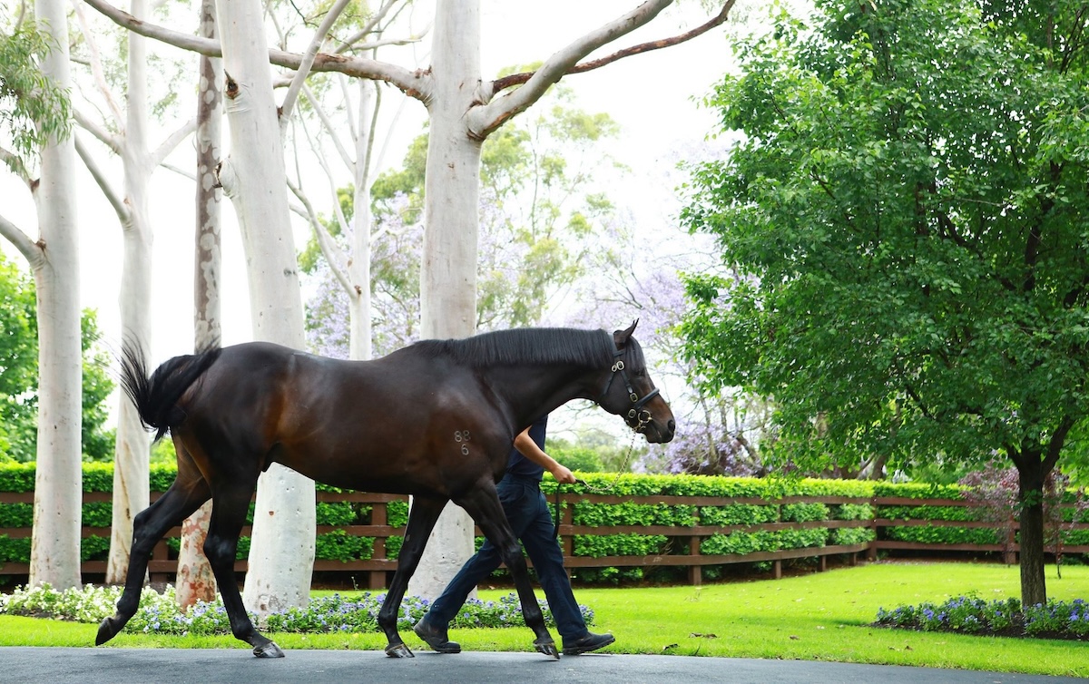 So You Think: top-class middle-distance performer in both hemispheres. Photo: Coolmore