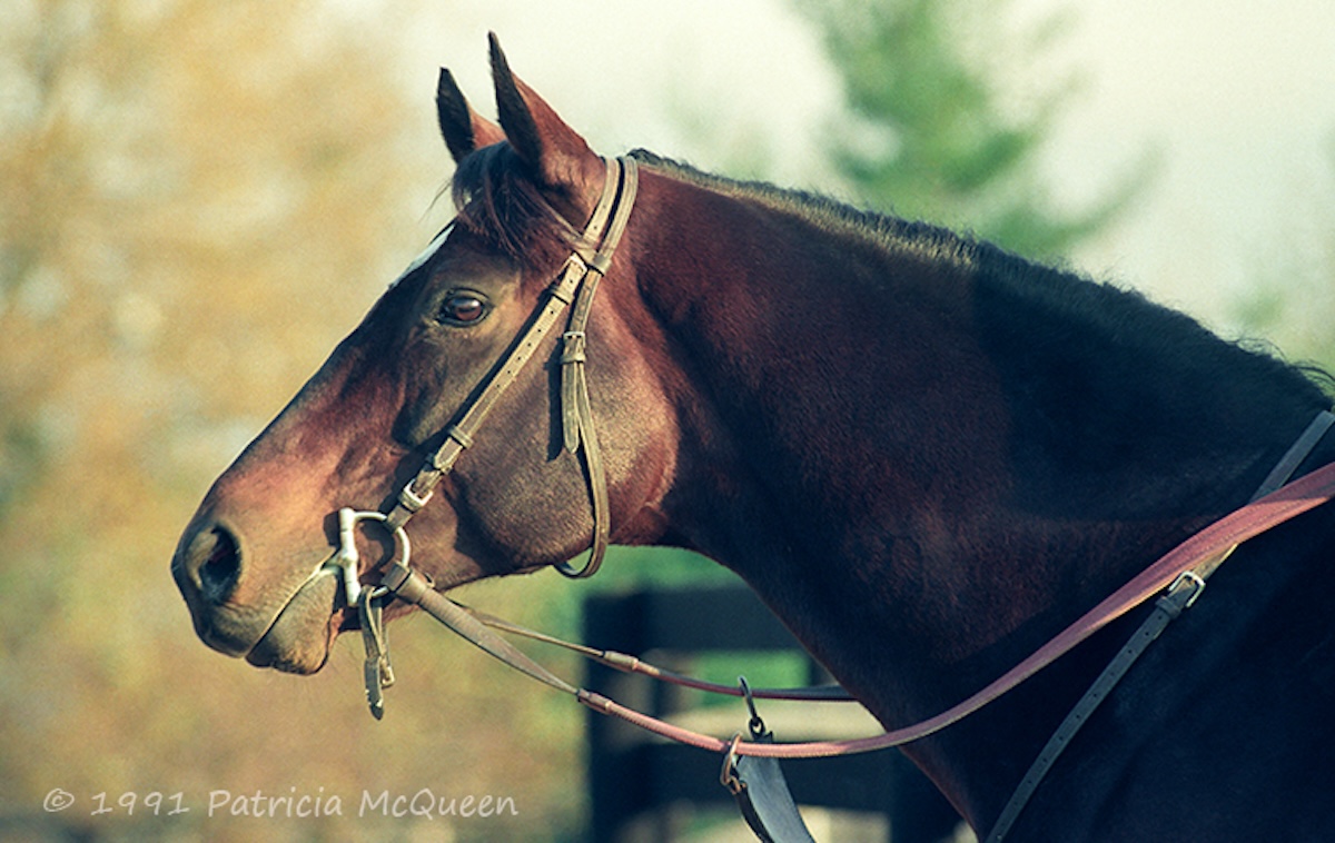 Chief’s Crown: grandson of Secretariat won the first-ever Breeders’ Cup race at Hollywood Park in 1984. Photo: Patricia McQueen