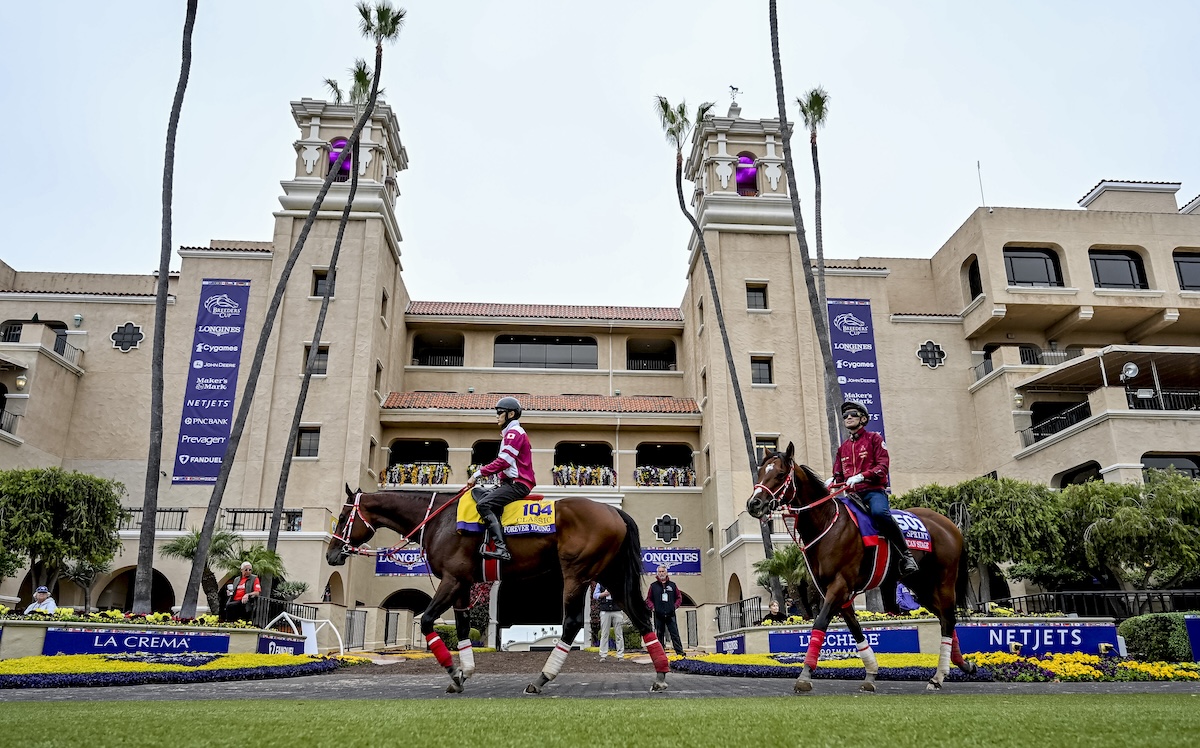 Japanese Classic contender Forever Young tries out the paddock at Del Mar. Photo: Breeders' Cup / Eclipse Sportswire