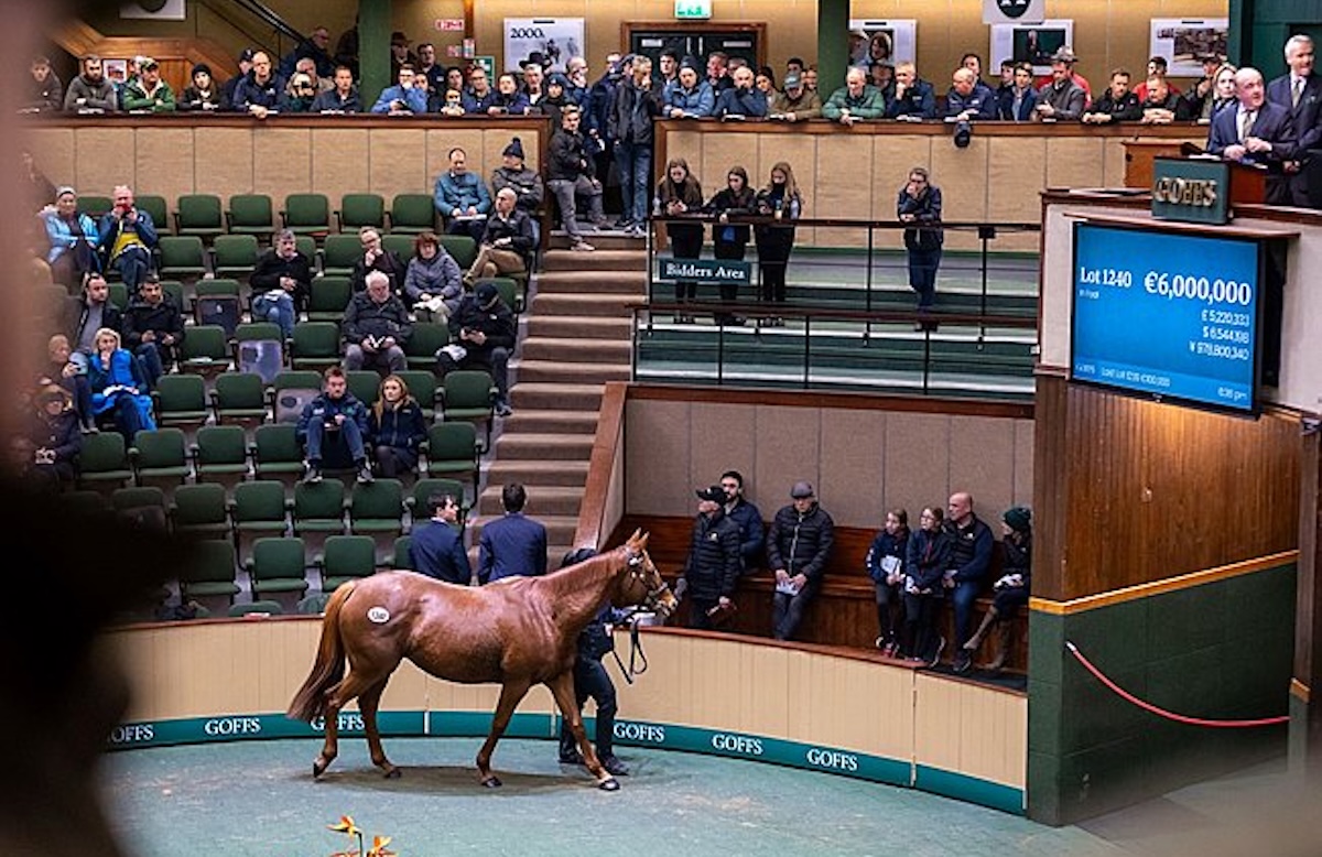 Alpine Star: equalled Irish record sales price at €6m as part of Niarchos dispersal at Goffs November Breeding Stock Sale. Photo: Goffs