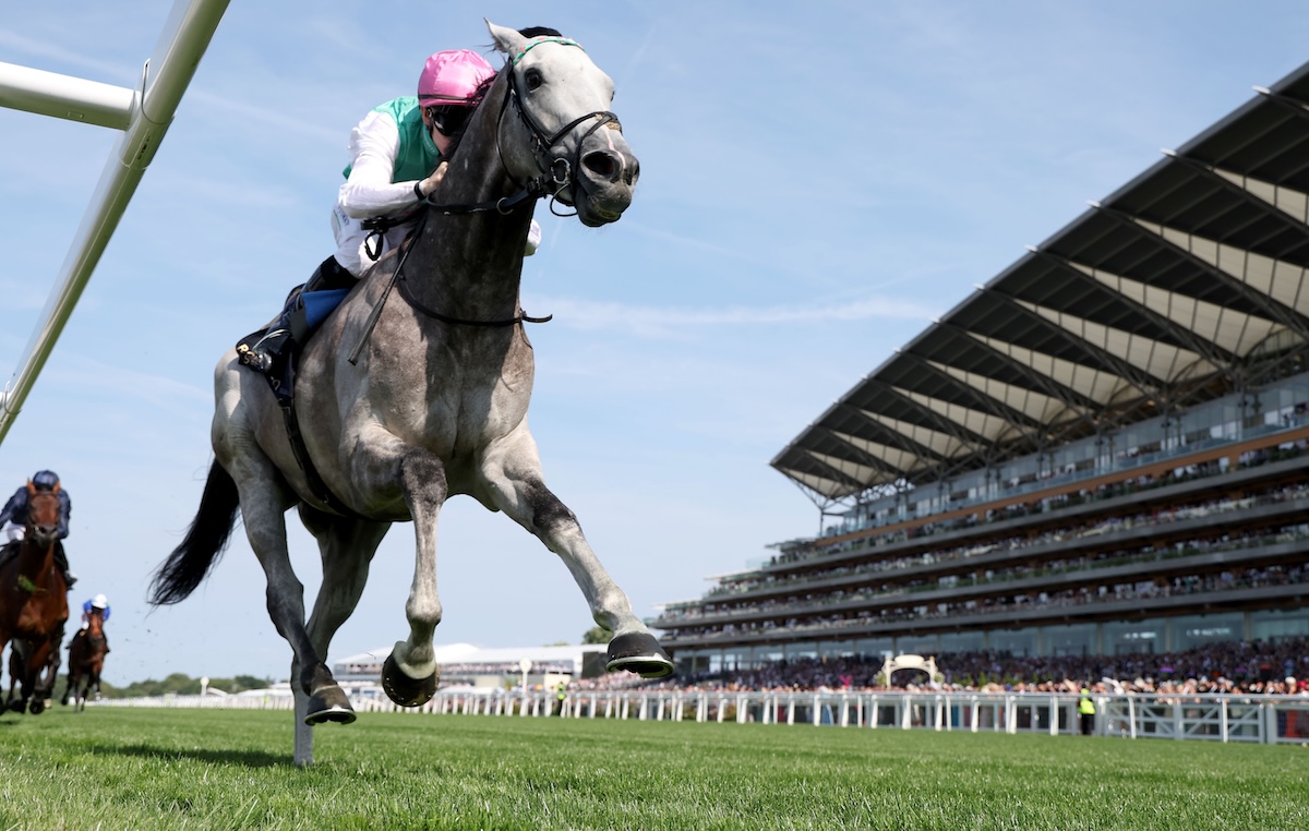 High-profile graduate: Field Of Gold was purchased for €530,000 at Goffs November in 2022. Photo: Dan Abraham / focusonracing.com