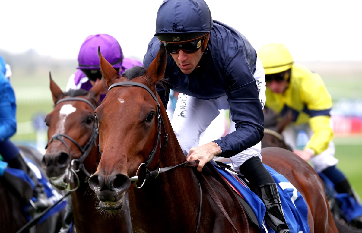 Pierre Bonnard: sold as a foal at Goffs November in 2023. Photo: Dan Abraham / focusonracing.com