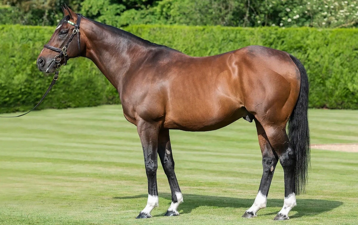 Frankel: world-leading stallion stays at £350,000. Photo: Juddmonte