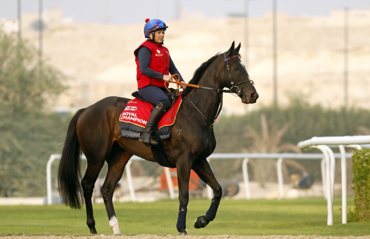 Royal Champion at exercise on the eve of the Bahrain International Trophy. Photo: Bahrain Turf Club / Steven Cargill