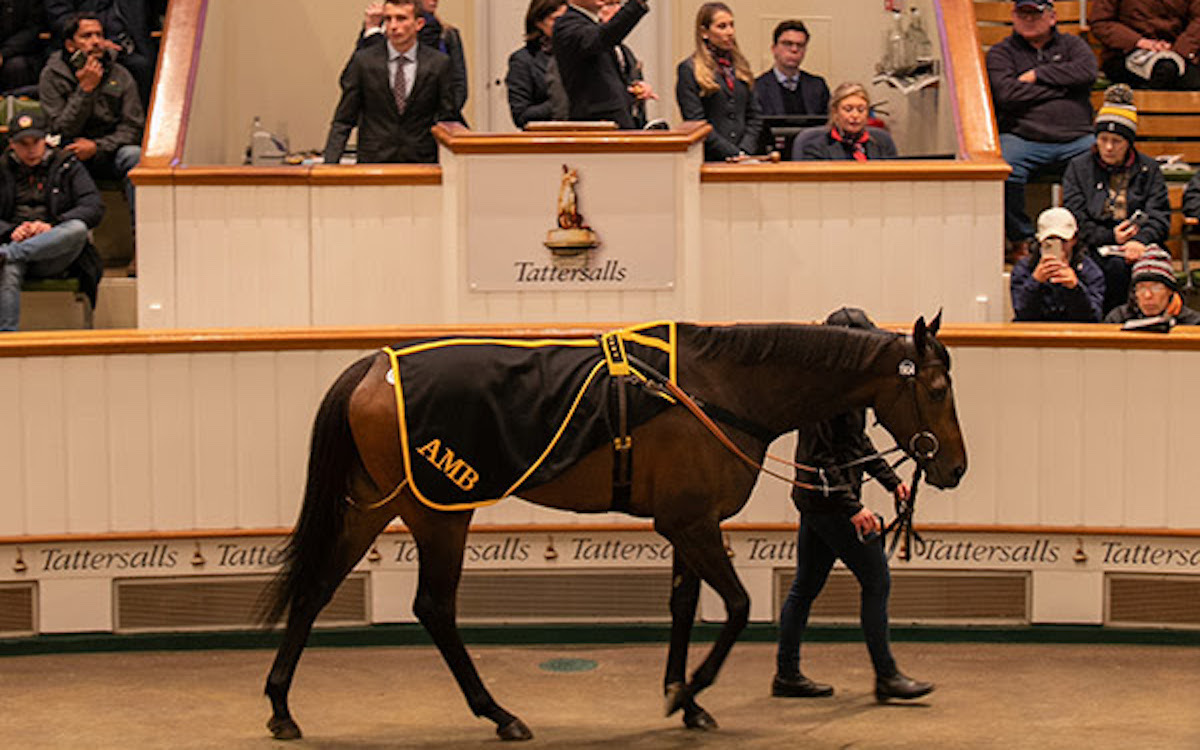 Alcohol Free going through the ring at Tattersalls in 2022. Photo: Tattersalls