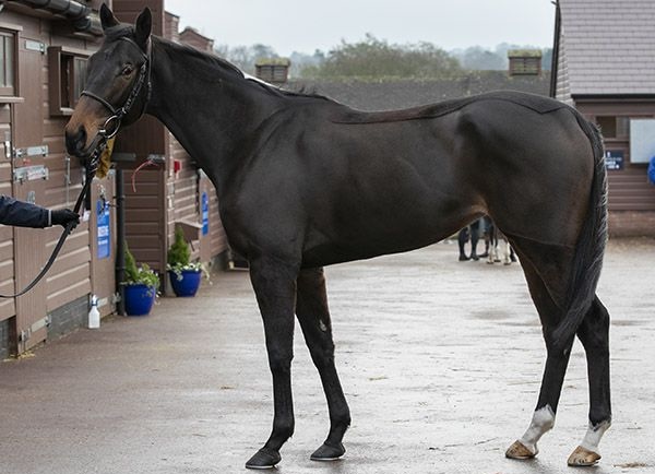 Vertical Blue: sold for 3.2m gns during last year's Sceptre Sessions. Photo: Tattersalls