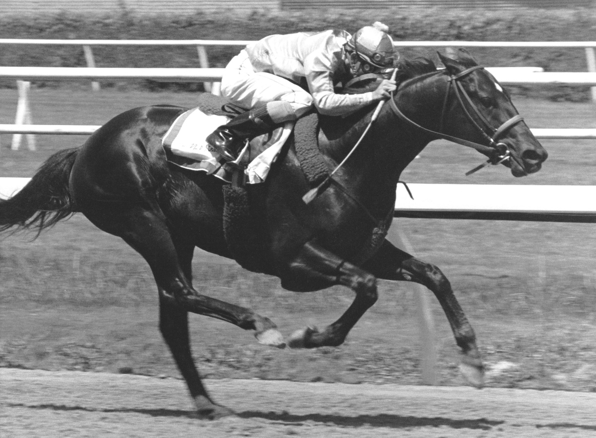 The time or place mattered not to Snow Chief, who was as willing in his work sessions as he was in competition. Photo courtesy of Hollywood Park, provided by Edward Kip Hannan & Roberta Weiser