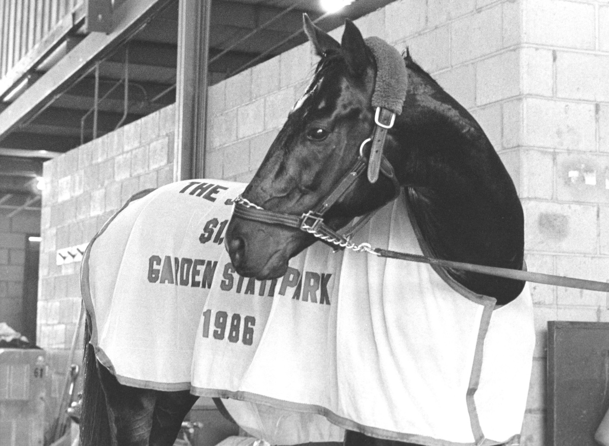 Noble is as noble does: Snow Chief ignored his humble beginning to cut a classic figure. Photo courtesy of Hollywood Park, provided by Edward Kip Hannan & Roberta Weiser