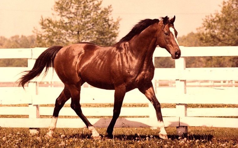 Bloodstock legend: Northern Dancer won the Remsen in 1963.