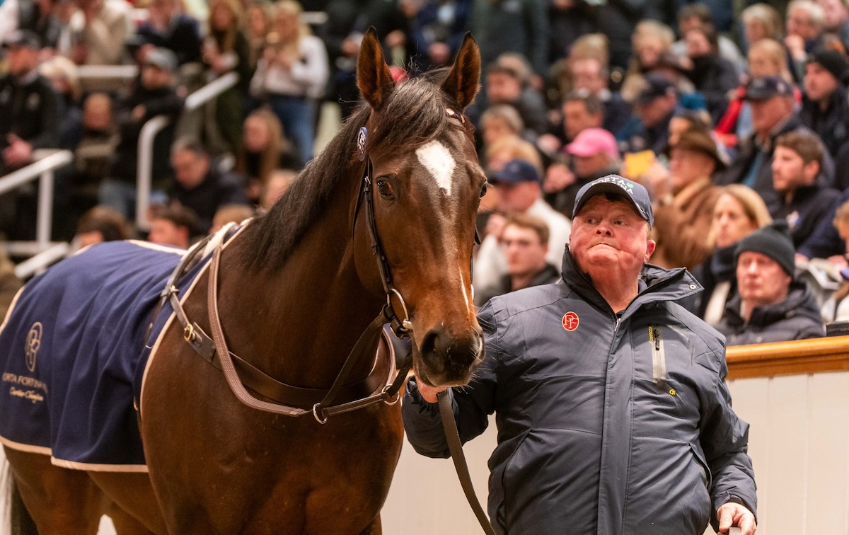 Star attraction Porta Fortuna in the sales ring. Photo: Tattersalls