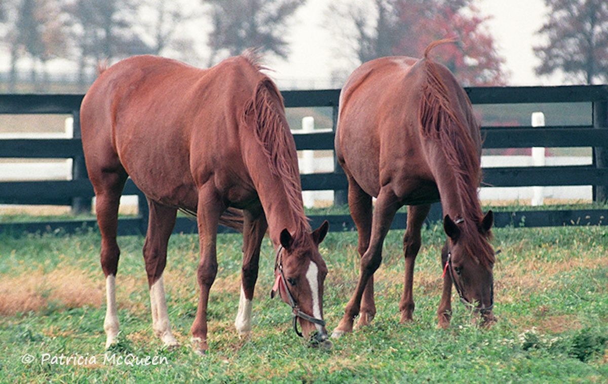 Golden Highlights: turf specialist at Mare Haven Farm with Secrettame. Photo: Patricia McQueen