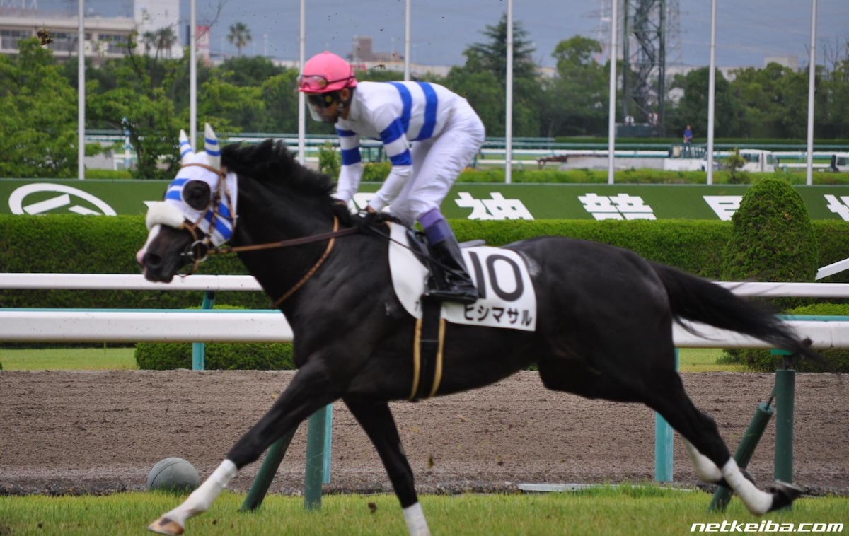 Hishi Masaru: multiple graded-stakes winner in Japan was fifth in the Japan Cup. Photo: netkeiba