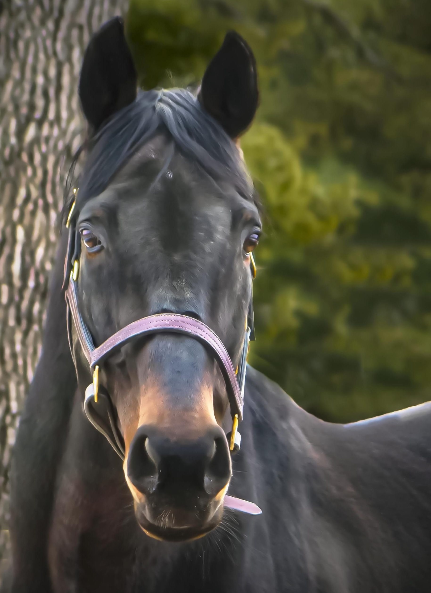 Aftercare ambassador: now known as ‘Vito’, Naughty New Yorker is enjoying life at Cabin Creek. Photo: Old Friends