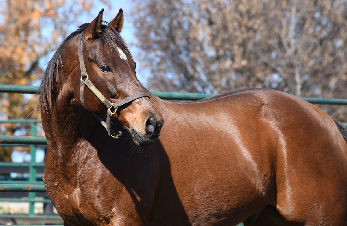 Little Mike cuts a handsome figure upon arriving at Old Friends Equine. (Laura Battles photo)