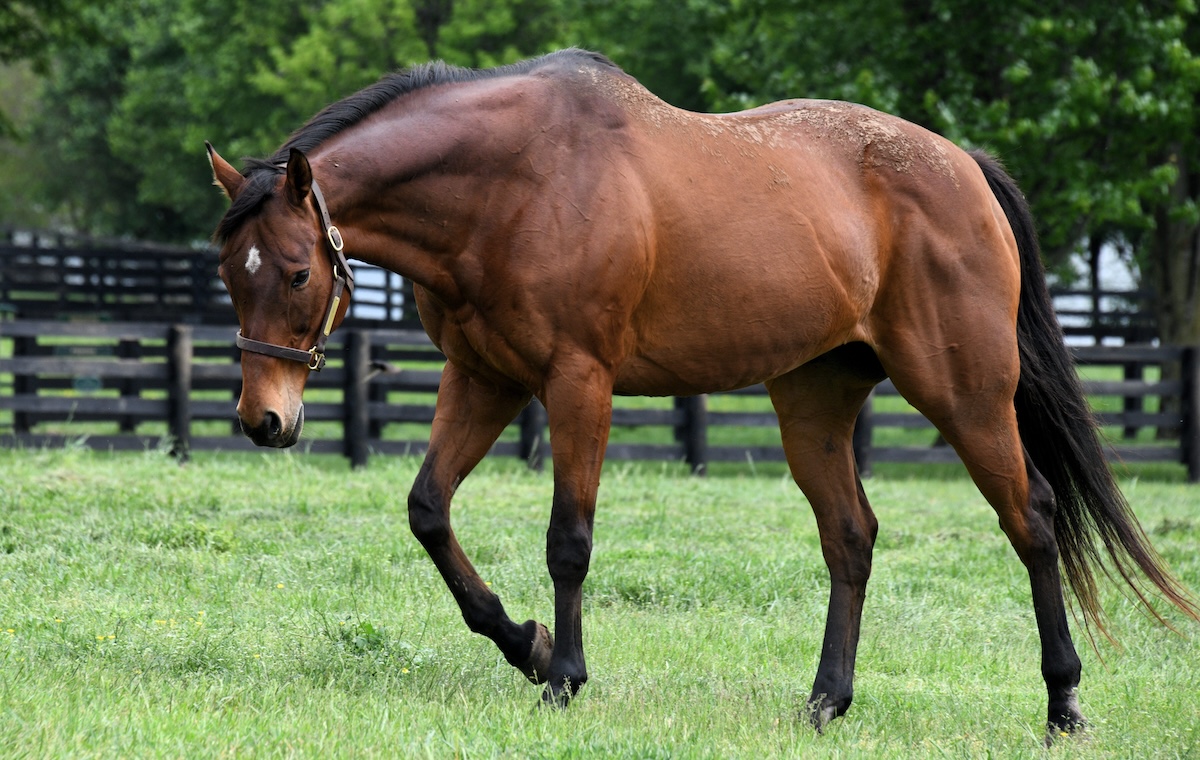 Visitors to Old Friends Equine always make a stop at the paddock of Little Mike. (Laura Battles photo)