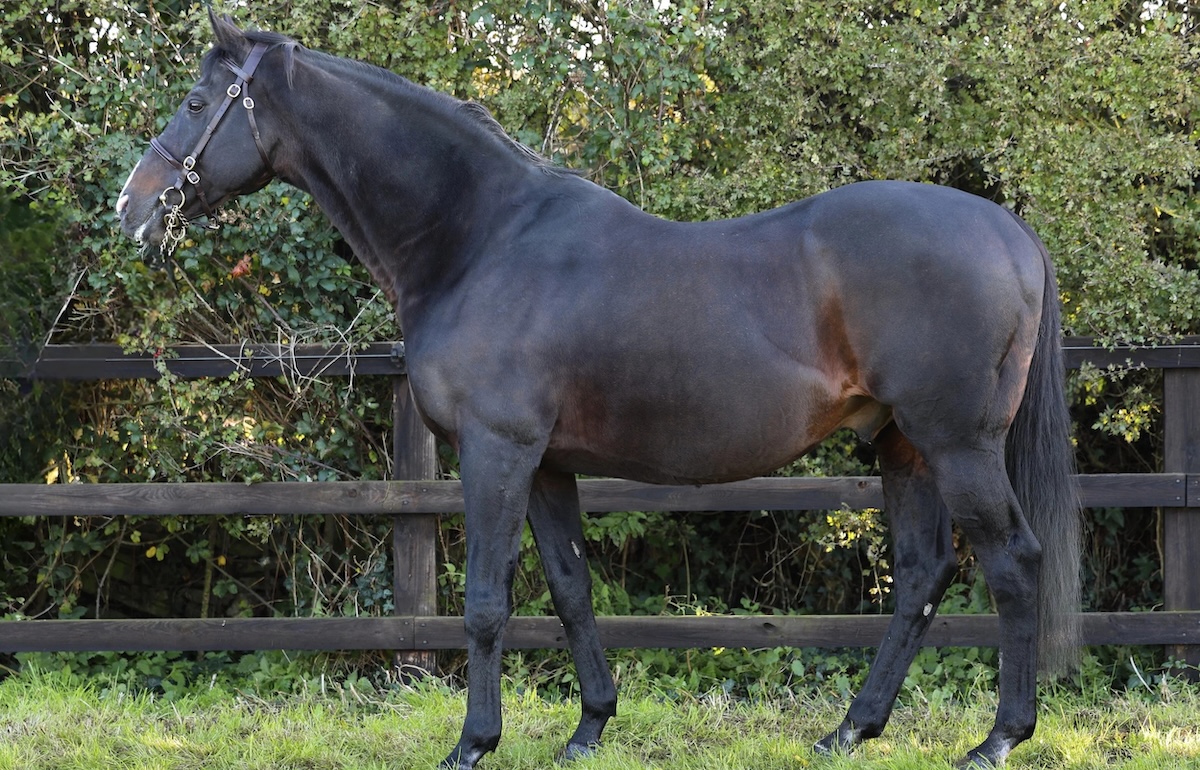 NH great: Derby hero Authorized at Capital Stud. Photo: Capital Stud