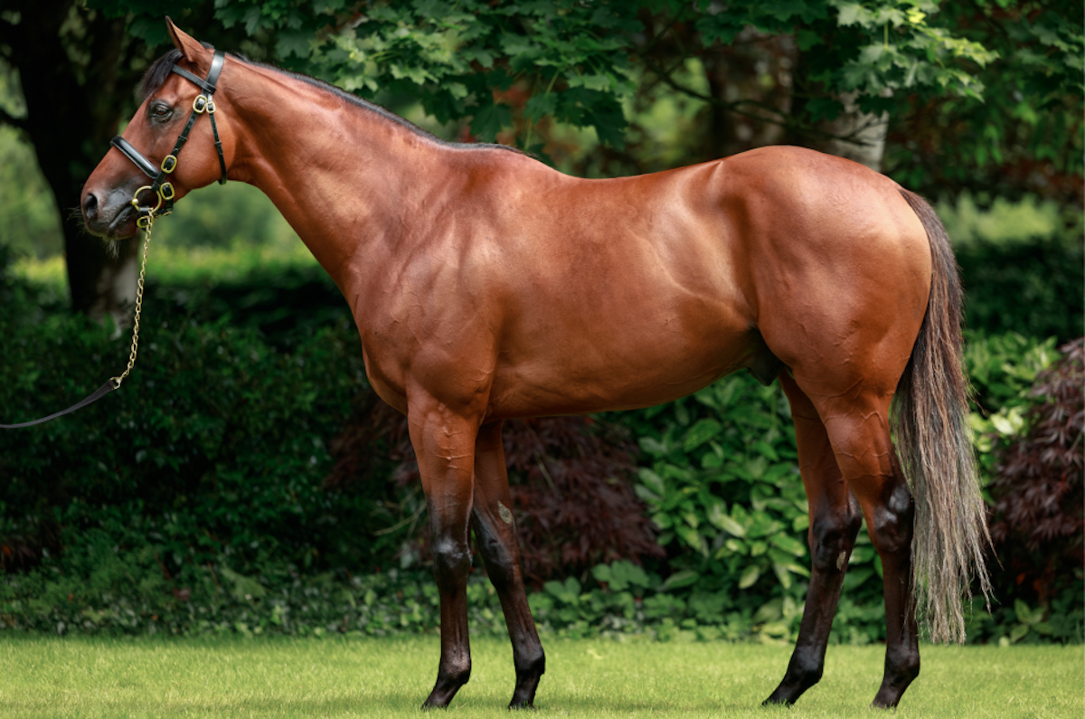 City Of Troy: Former world #1 will be among the big names on show at Coolmore – by appointment only. Photo: Coolmore