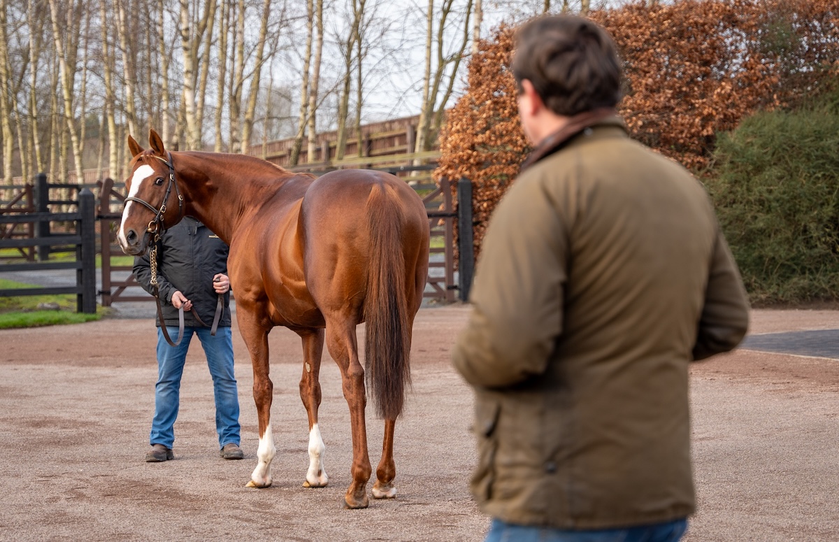 Lope De Vega: World-renowned stallion will be a popular attraction at Ballylinch in Kilkenny. Photo: ITM