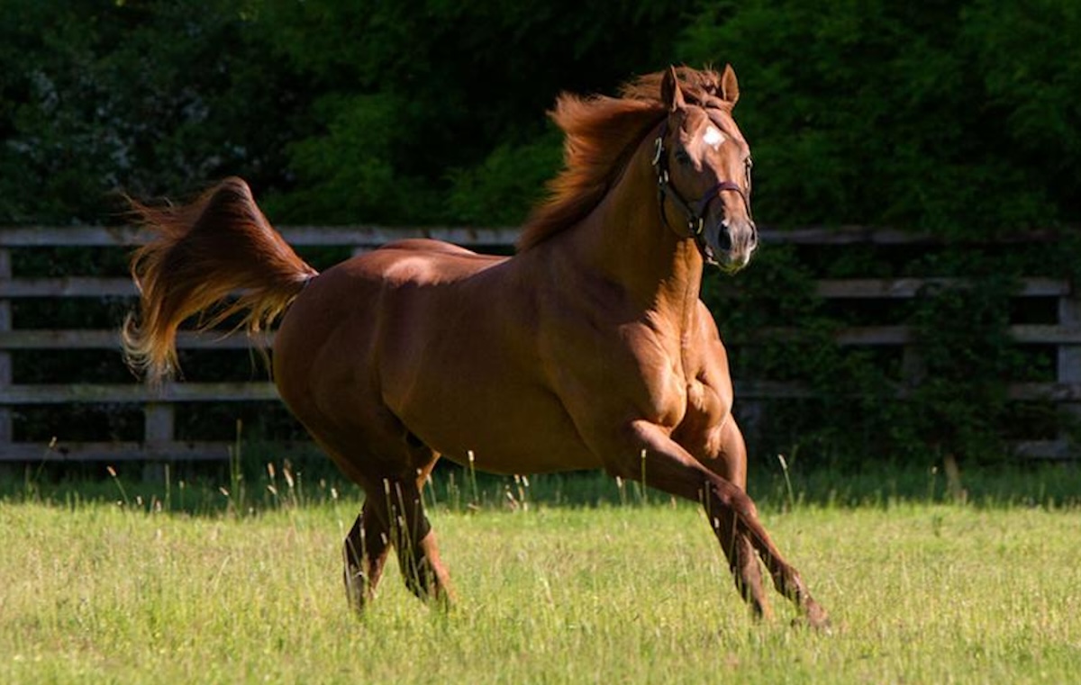 Night Of Thunder: Darley champion sire will be on show. Photo: Darley