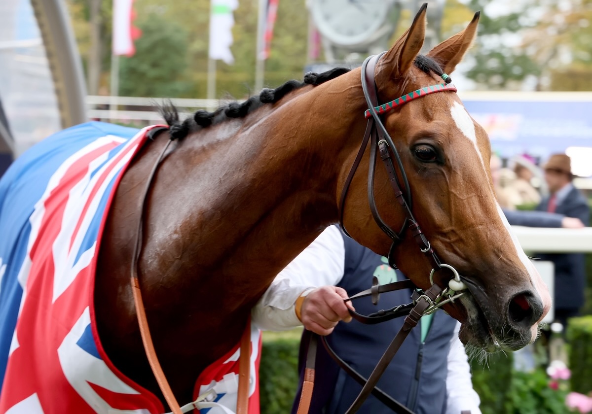 Head of the class: Calandagan after winning the Champion Stakes at Ascot. Photo: Dan Abraham / focusonracing.com