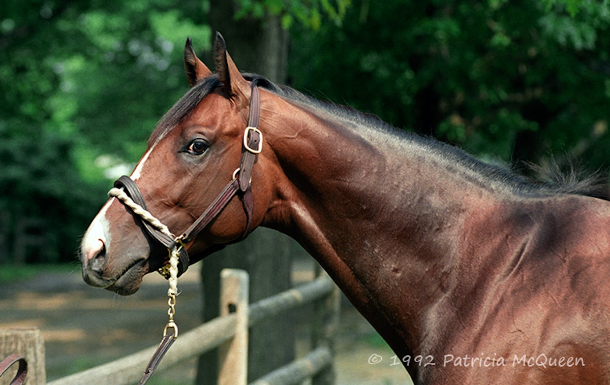 A.P. Indy: 1992 Horse of the Year was out of Secretariat mare Weekend Surprise. Photo: Patricia McQueen