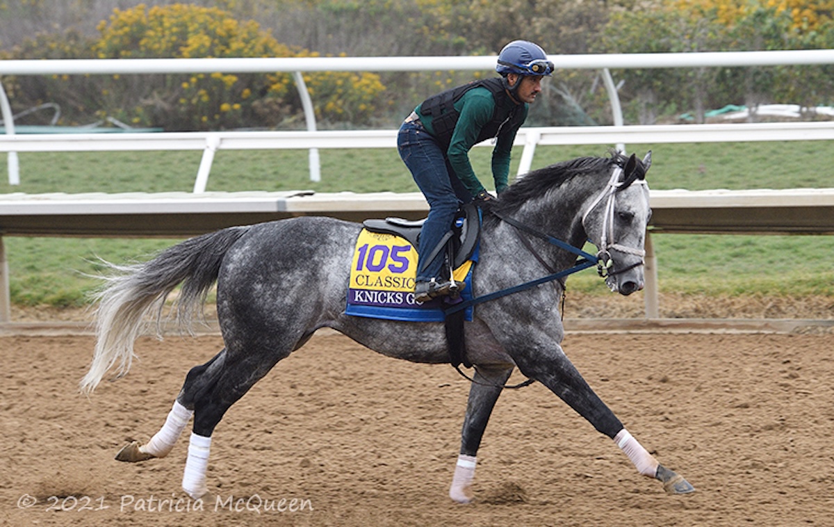 Knicks Go: The sole Horse of the Year so far to descend from a son of Secretariat. Photo: Patricia McQueen