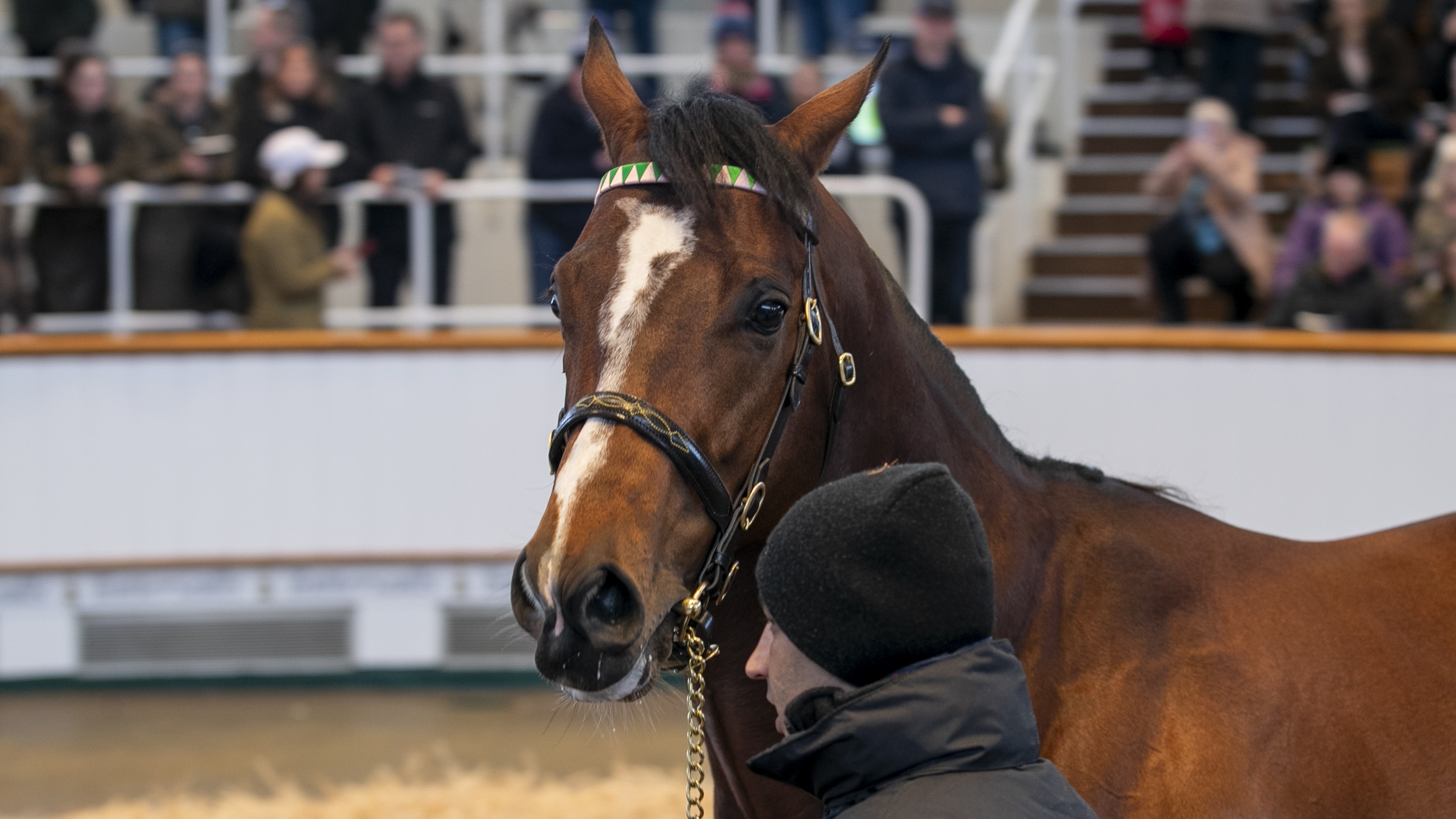 Royal Scotsman at this month's Tattersalls EBF stallion parade. Photo: Tattersalls