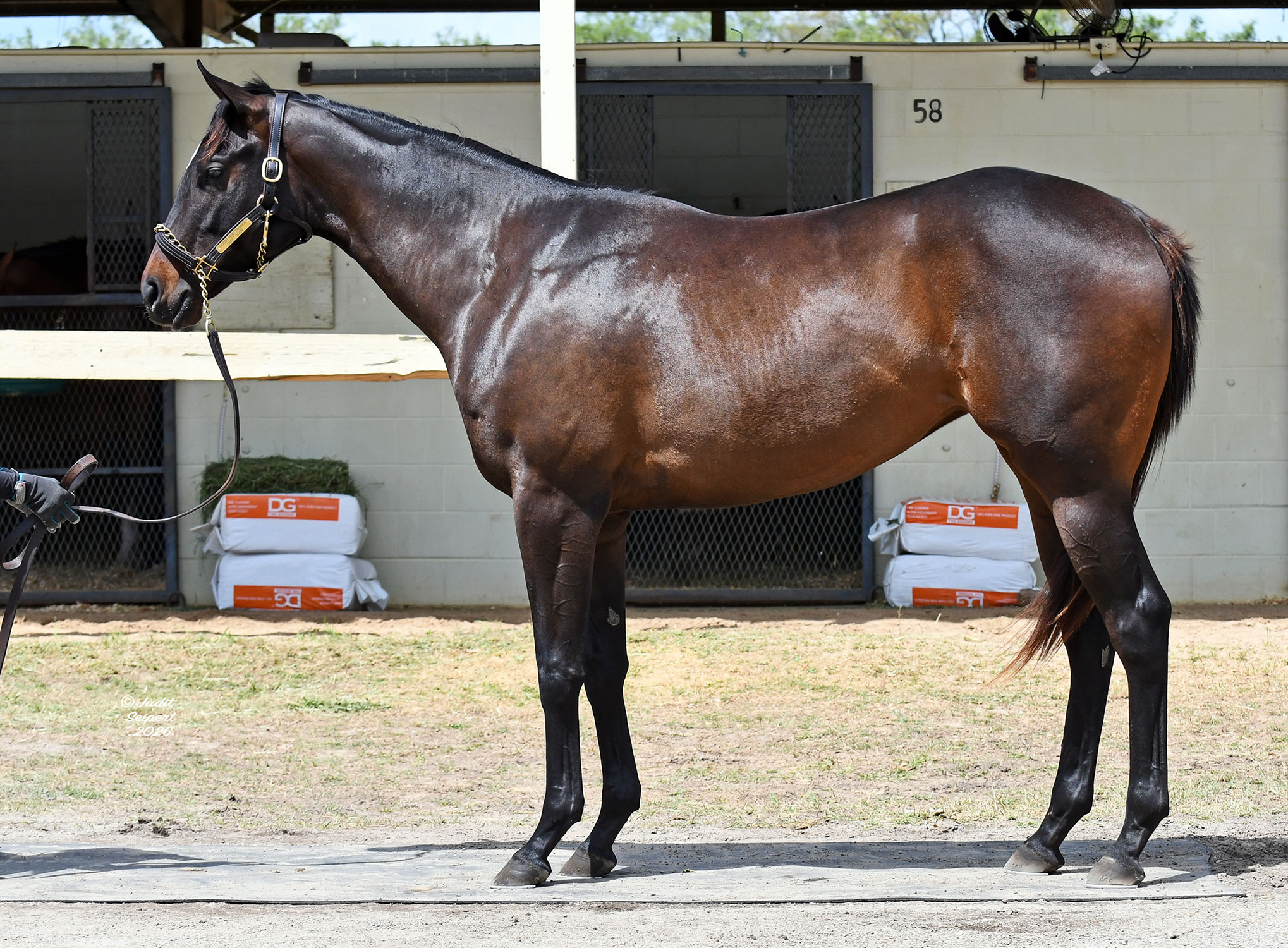 Lot 262, a half-sister to the dual Grade 3 winner and multiple Grade 1-placed Analyze It.