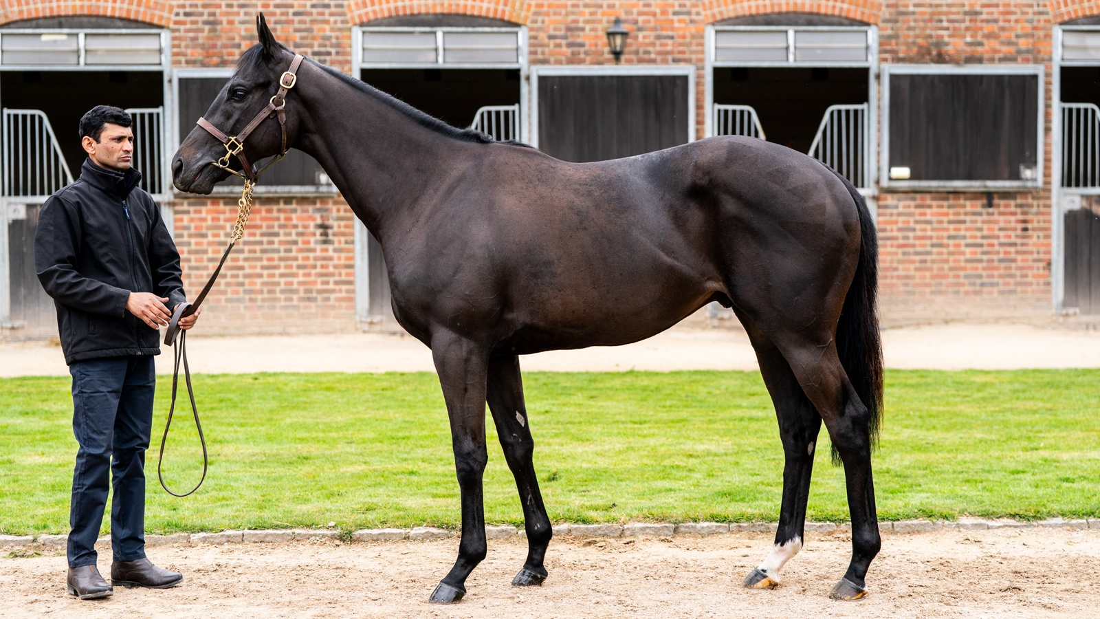 Lot 85, a Too Darn Hot colt out of the Sceptre Stakes-placed All Out, consigned by Malcolm Bastard. Photo: Goffs